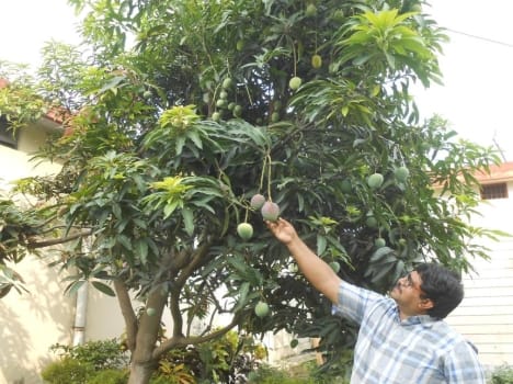 one mango tree have different variety
