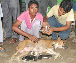 dog gave birth to three kitten