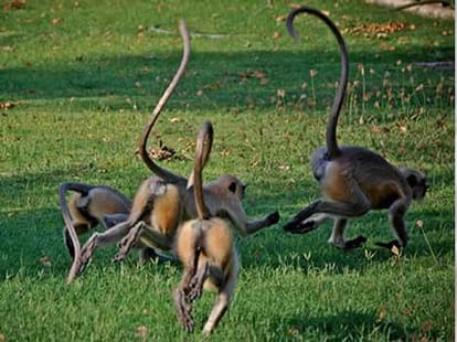 40 men in ape suits to scare monkeys away from parliament complex