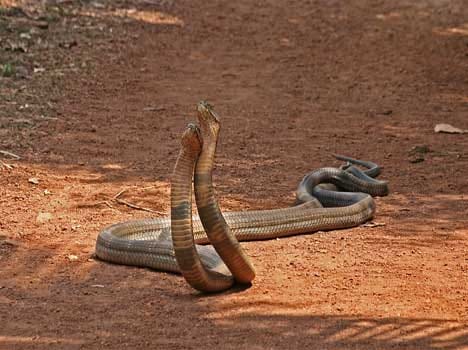 when and how snake pregnant nag panchami