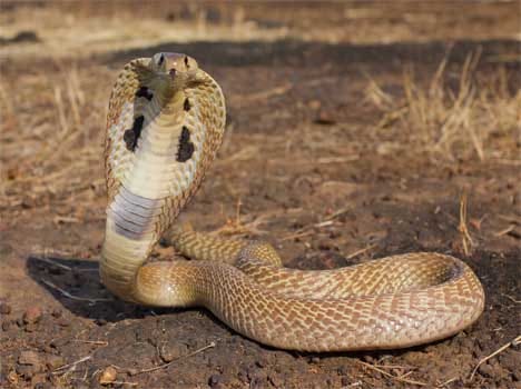 myths and facts of cobra in shastra
