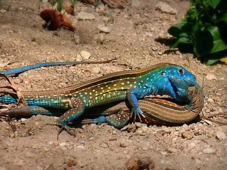 lizards found kissing