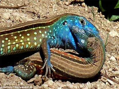 lizards found kissing