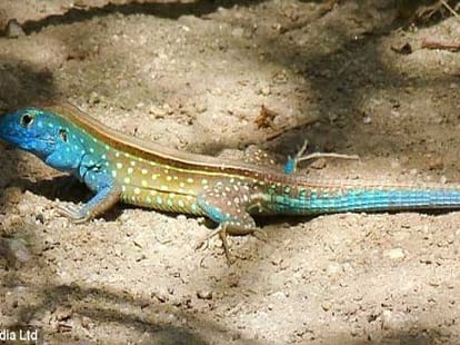 lizards found kissing