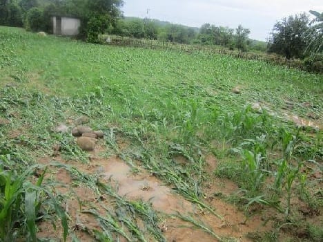 Kharif Crop got ruined  by firing