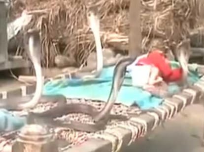 sleeping baby protected by four cobras