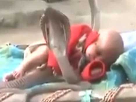 sleeping baby protected by four cobras