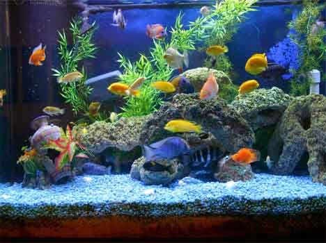 aquarium fate vastu prosperity