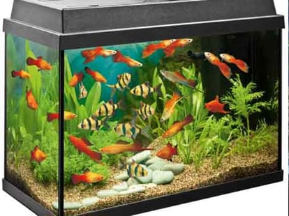 aquarium fate vastu prosperity