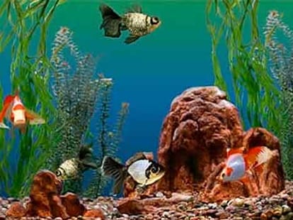 aquarium fate vastu prosperity