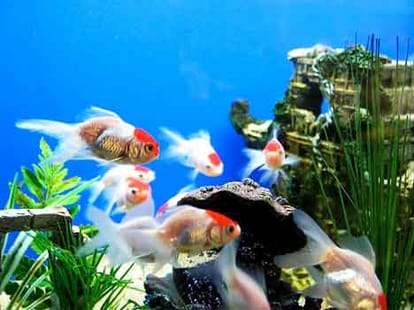 aquarium fate vastu prosperity