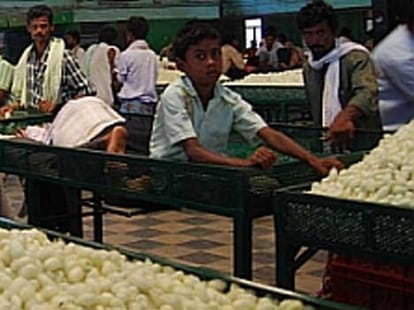 create record of cocoon selling 