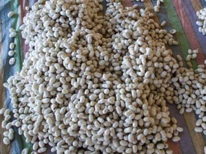 create record of cocoon selling 
