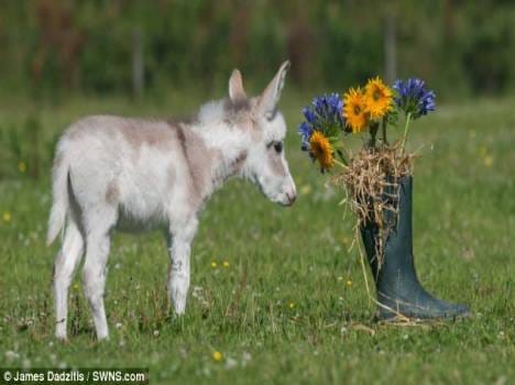 smallest donkey