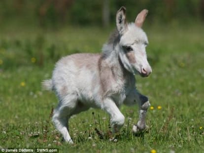 smallest donkey