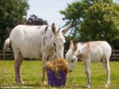 smallest donkey