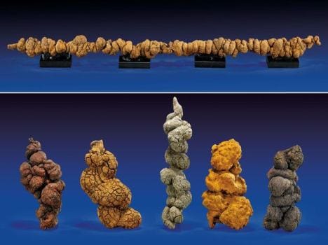 longest dinosaur poo found