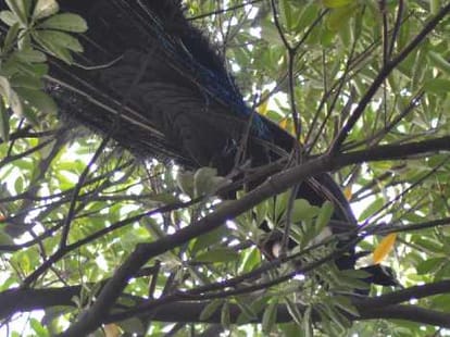 Peacock Garden in Chandigarh, Must Visit