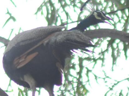 Peacock Garden in Chandigarh, Must Visit
