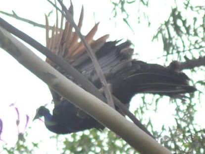 Peacock Garden in Chandigarh, Must Visit