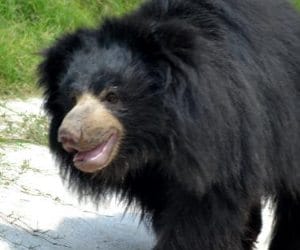 See 11 Types of Bear in Chhatbir Zoo