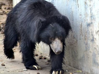 bear killed the man