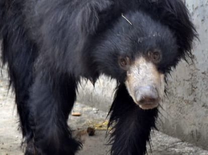 See 11 Types of Bear in Chhatbir Zoo