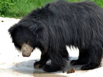 See 11 Types of Bear in Chhatbir Zoo