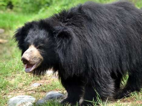 bear attacked young man, seriously injured.