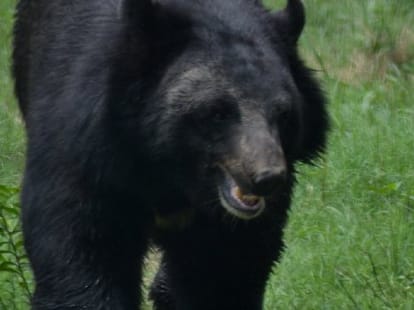 bear killed the man
