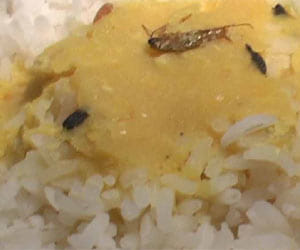 cockroach found in food of rajdhani express