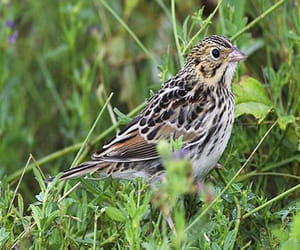 one thousand nest made for sparrow.