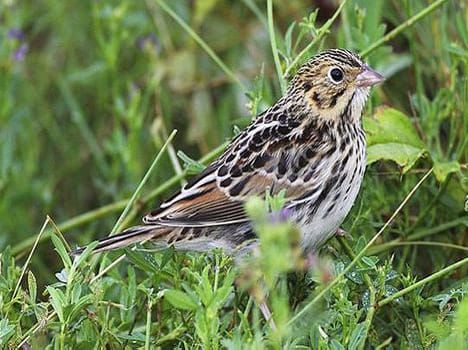 software can decode bird songs
