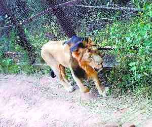 To Meet Lion Safari king, Must Reach Chhatbir Zoo