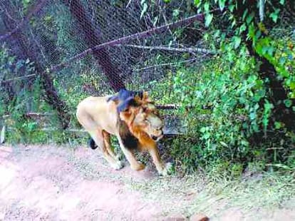 cub solves mum's murder mystery