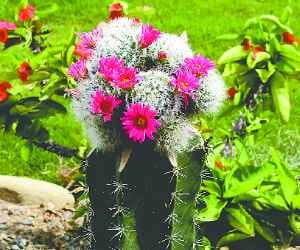 Flowery Cactus Garden in Panchkula