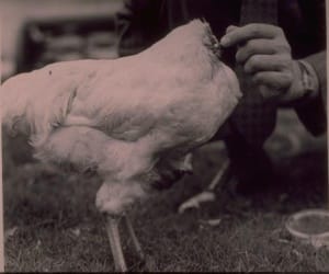 swine flu ?false rumors hit chicken business