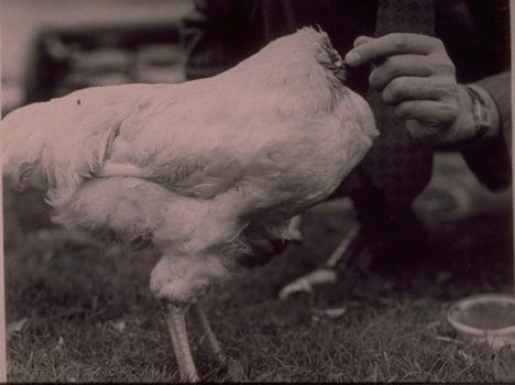 mike the headless chicken