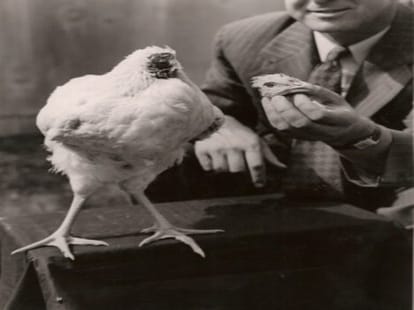 mike the headless chicken