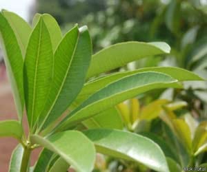 chhattisgarh_cg_tree_asthma