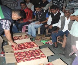 apple festival in shimla