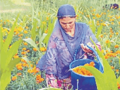 valley farmers left wheat and paddy cultivation 
