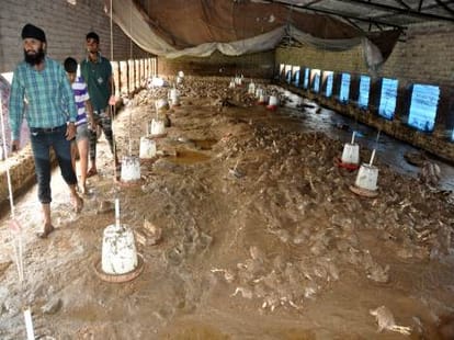 disastrous rain in jammu