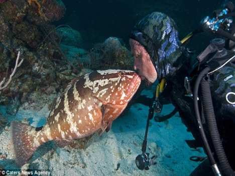 wonderful kiss between a diver and a fish