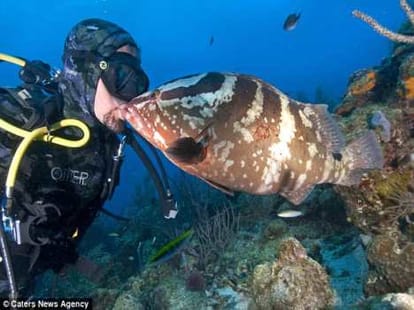 wonderful kiss between a diver and a fish