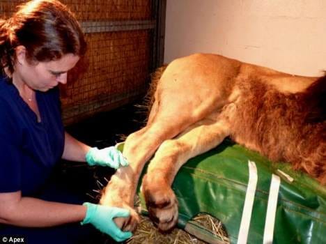 lion being acupunctured
