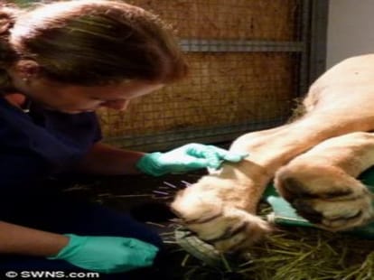lion being acupunctured