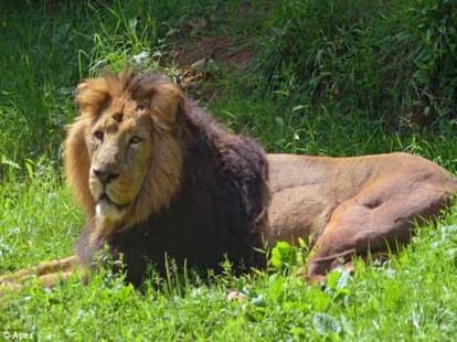 lion being acupunctured