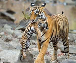 petrol pump gaurd threatens by seeing tiger.