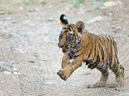 tigress died in accident by train.